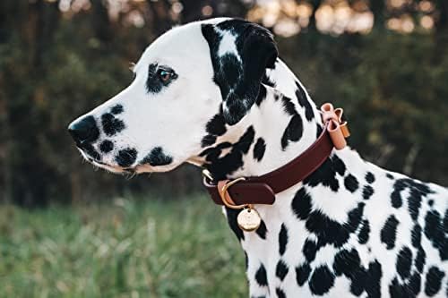 Pet Mükemmel Lüks Köpek Tasması Köpek Hediyesi-İtalyan Deri Tasarımcısı Köpek Tasması-Sevimli Köpek Tasması-Fiyonklu